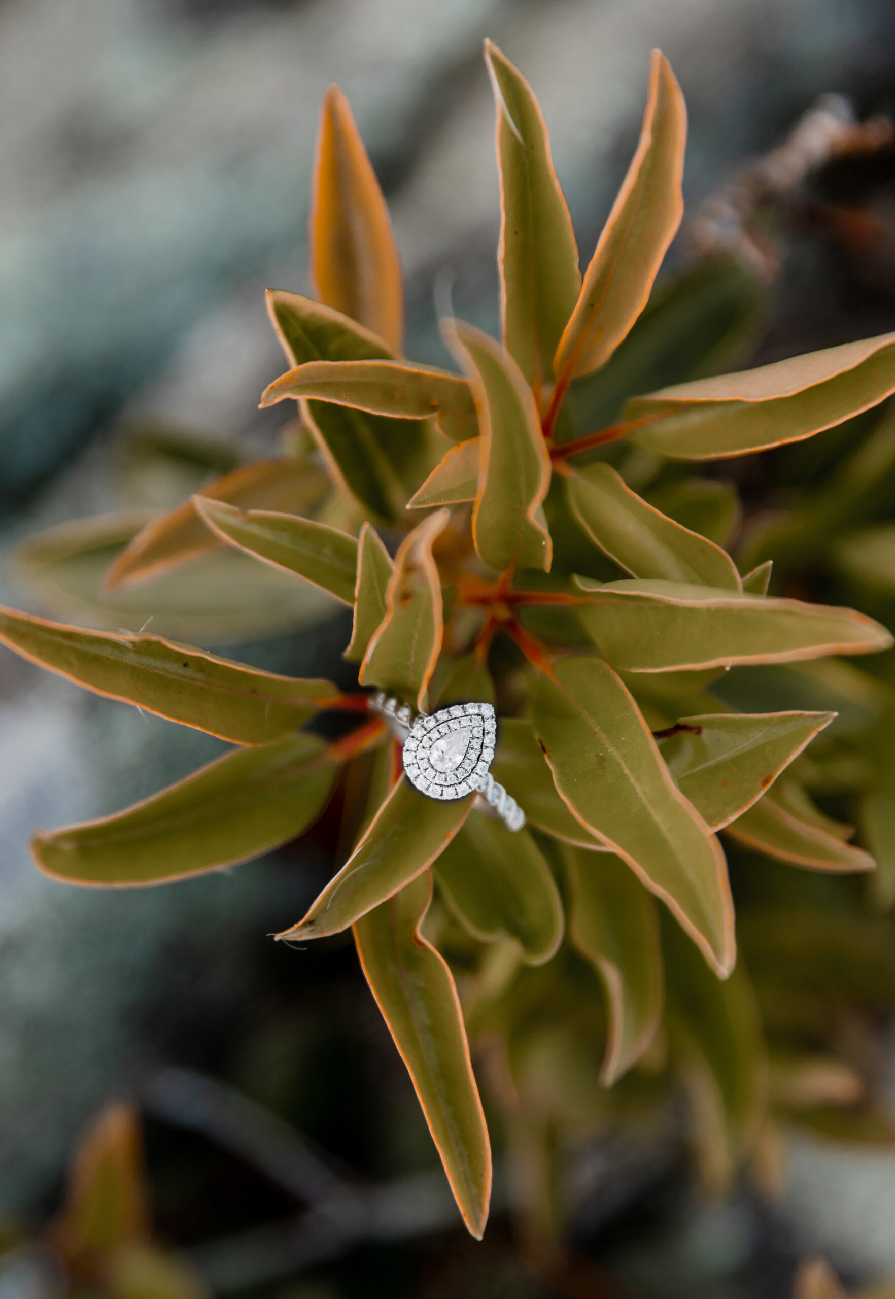 Blue Ridge Mountains engagement ring on plant