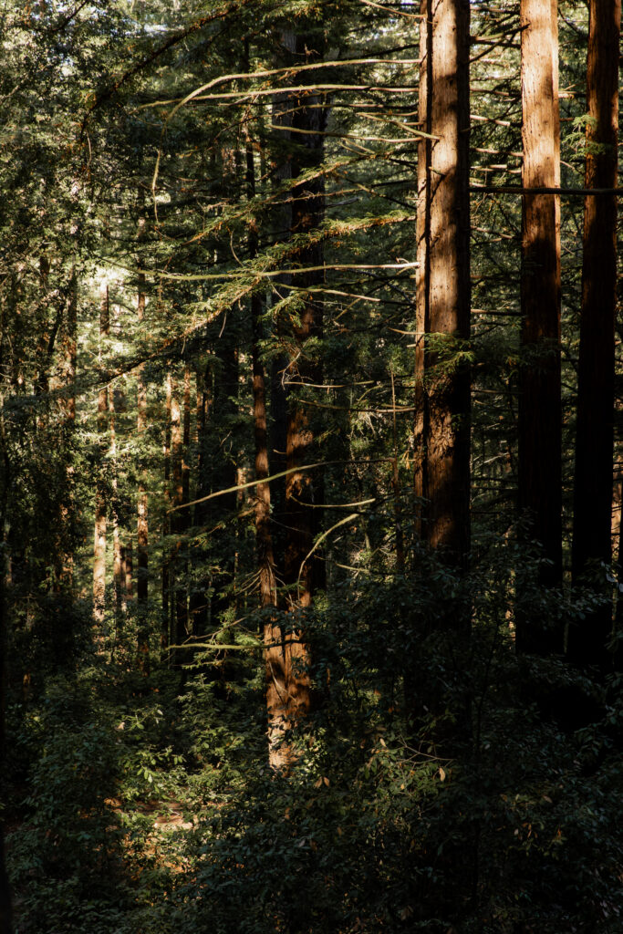 Redwood forest scene in Big Sur before elopement ceremony